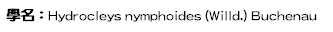 學名：Hydrocleys nymphoides (Willd.) Buchenau