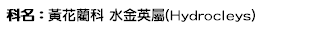 科名：黃花藺科 水金英屬(Hydrocleys)
