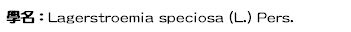 學名：Lagerstroemia speciosa (L.) Pers.