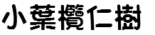 小葉欖仁樹