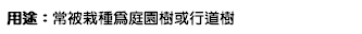 用途：常被栽種為庭園樹或行道樹