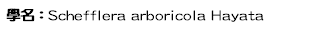 學名：Schefflera arboricola Hayata