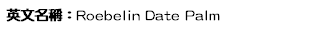 英文名稱：Roebelin Date Palm